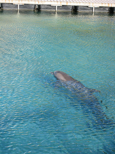 another dolphin
