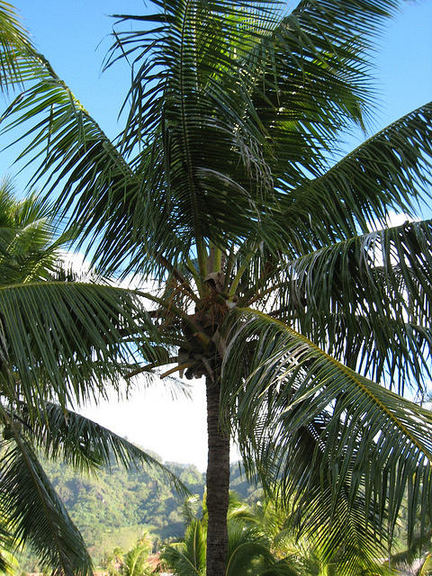 i like palm tree pictures