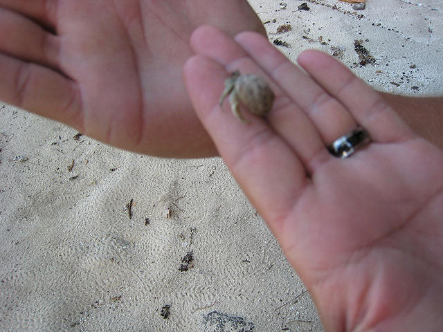 tons of hermit crabs on the beach