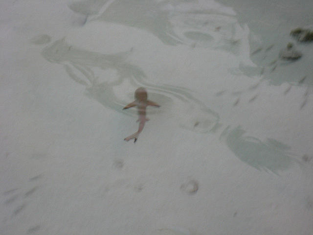 on our way to breakfast we saw the baby shark in the water