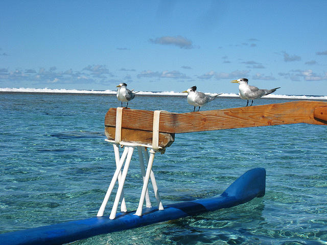 birds waiting for a free lunch