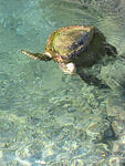 hello turtle
