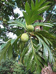 bread fruit