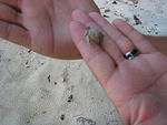 tons of hermit crabs on the beach