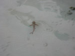 on our way to breakfast we saw the baby shark in the water